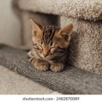 深入了解w88优德官网:在线博彩平台的优势与特色 poda92f